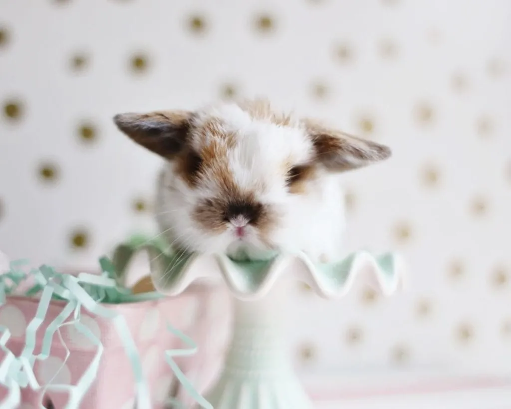 26413 bunny grooming