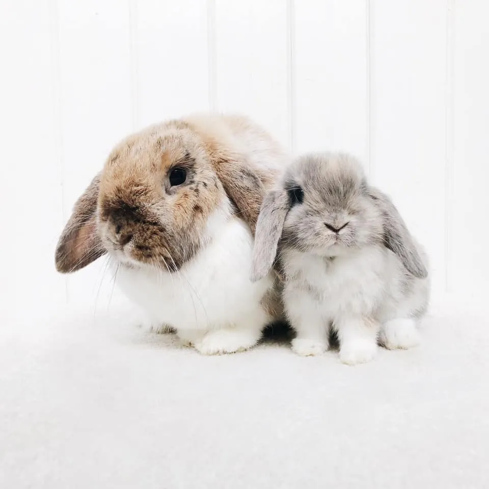 26413 choosing bunny breed